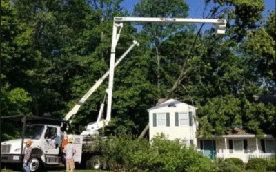 Clearing the Way with Virginia Tree Specialist